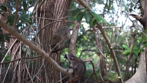 Mexico - two racoons playing - Celestun Stock Footage 233034028