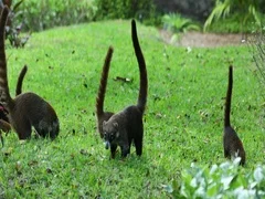 Coati Animal Wildlife, 46% OFF | deborahsilvermusic.com