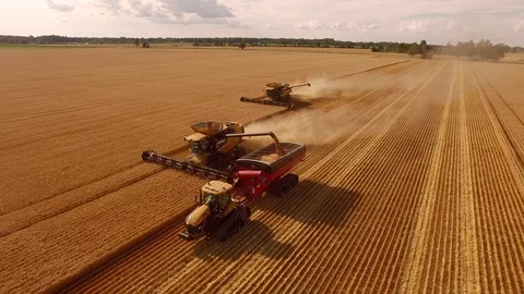 Mey Wheat 0010 B CC Video stock 87816711