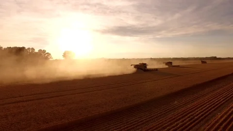 Mey Wheat 0025 A CC Video stock 87861538