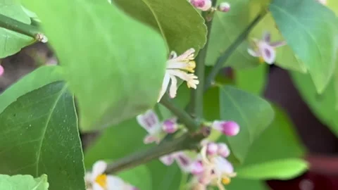 Meyer lemon blossoms Stock Footage 250124901