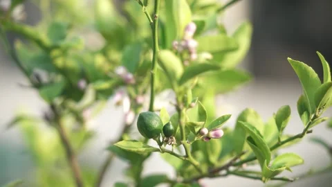 Meyer Lemon Stock Footage 328964572