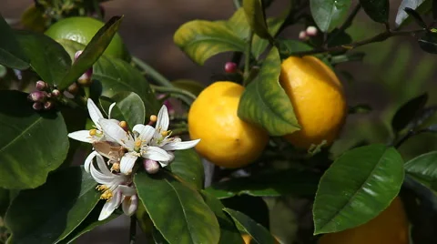 Meyer lemon tree Stock Footage 3434175