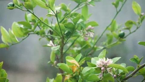Meyer Lemon Tree Stock Footage 328964559