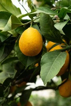 Meyer Lemon Tree with Ripe Yellow Fruits Stock Photos