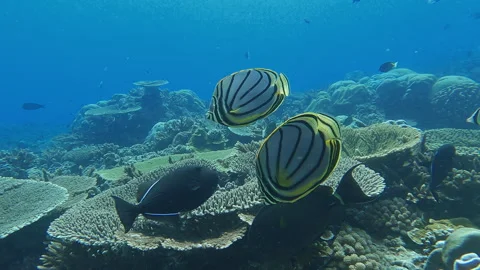 Meyer's butterflyfish Stock Footage 314298554