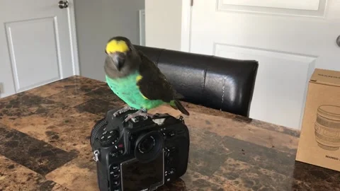 Meyers Parrot Dancing Stock Footage 231655710