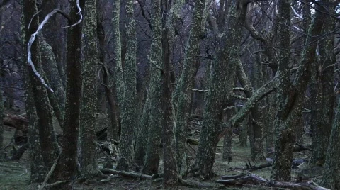 MF outdoor tree001 Stock Footage 761776