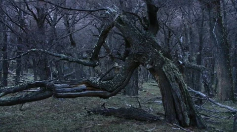 MF outdoor tree002 Stock Footage 761771