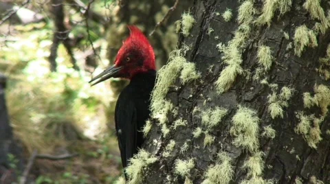 MF outdoor woodpecker002 Stock Footage 760853