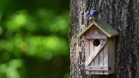 M&amp;FEBluebirdsatNest Stock Footage 243743170