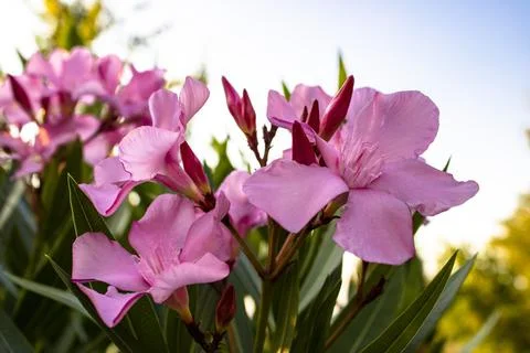 MG 0616a Stock Photos