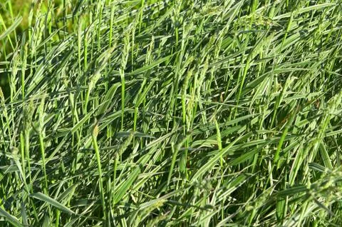MG 2786 Foto stock
