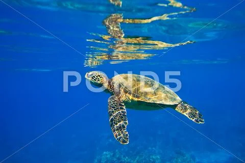 MG 4739.jpg Stock Photos