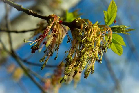 MG 7906 kopia Stock Photos