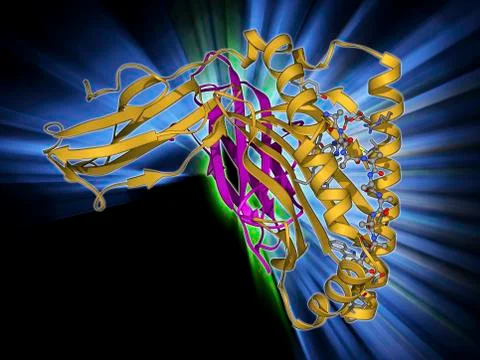 MHC protein-antigen complex Stock Illustration