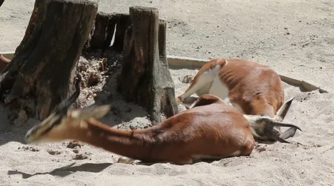 Mhorr-Gazelle Stock Footage 5202024