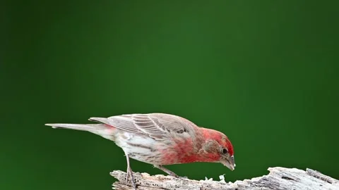 MHouseFinch25 Stock Footage 242623750