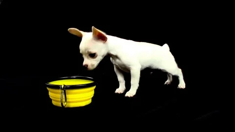 Mi pelicula 9 스톡 동영상 86085134