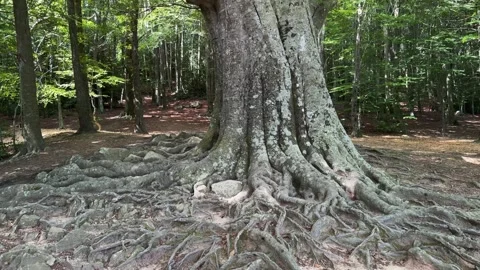 Mi peli?cula Stock Footage 288351145