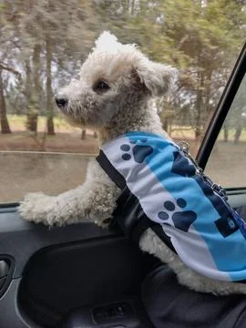 Mi perro Stock Photos