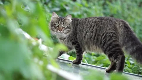 Mia Stock-Footage 259512892