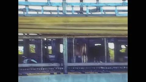 MIAMI 1980: Breeding of cows Stock Footage 133241591