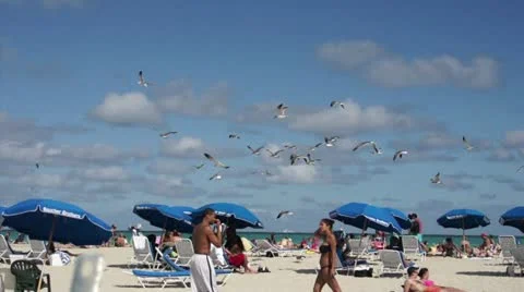 Miami Beach Birds Stock Footage 10871440