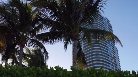 Miami Beach Buildings and Palm Trees Stock Footage