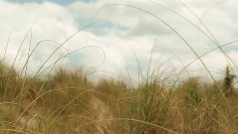 Miami Beach Nature Video Stock Footage 88635516