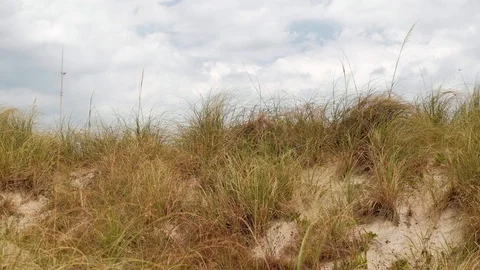 Miami Beach Nature Video Stock Footage 88775553