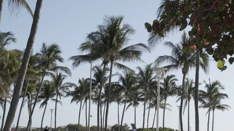 Miami Beach Palm Trees 動画素材 90865111