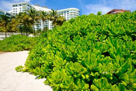 Miami beach Stock Photos