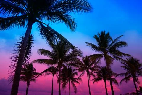 Miami Beach South Beach sunset palm trees Florida Stock Photos