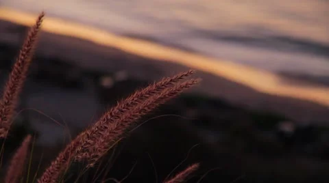 Miami Beach Sunrise Stock Footage 43011652