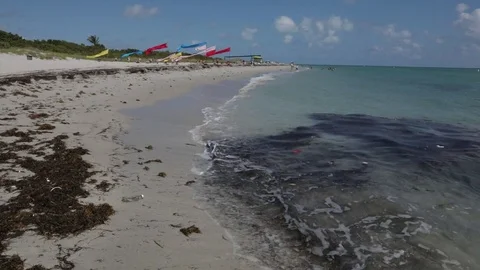 Miami Beach waves and Seaweed Video stock 83965417