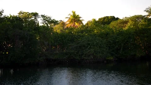 Miami Coastal Greens Video stock 340579614