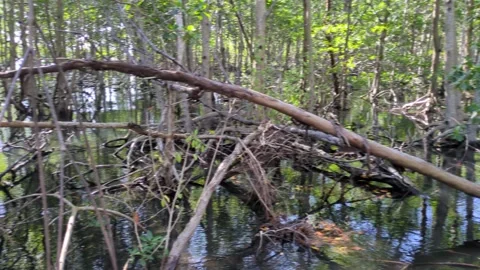 Miami Mangroves Stock Footage 293229670