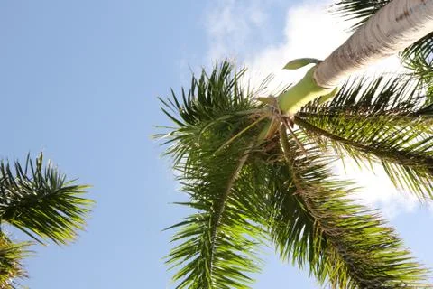 Miami Palm Tree on a Sunny Day Stock Photos