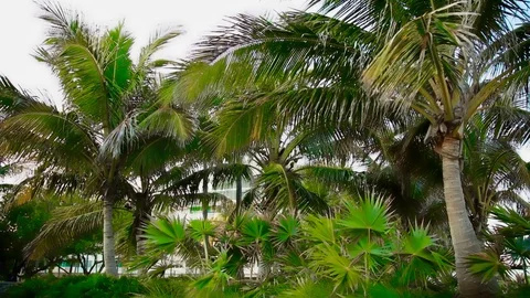 Miami Palm Trees Blowing in the Wind 2 Vidéo 129844168