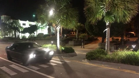 Miami Palm Trees Video stock 79034384