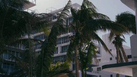 Miami Palm Trees Stock Footage 84039942