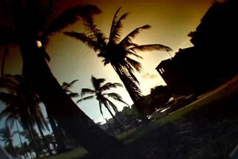 Miami palms at sunset Stock-Footage 108906