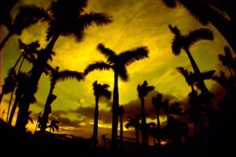 Miami palms on a sunset sky Video stock 108908