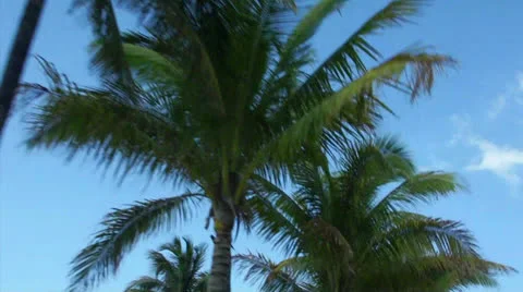 Miami Palmtrees South Beach Stock Footage 24728486