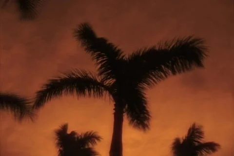 Miami palmtrees on tan sky Stock Footage 108907
