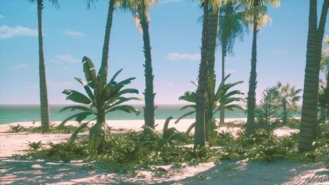 Miami South Beach park with palms Illustration