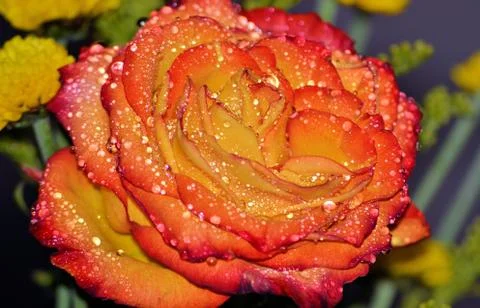 Miami Street Photography Roses Flowers Weird Digital Art Image Color Editing Stock Photos