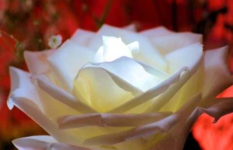 Miami Street Photography Roses Flowers Weird Digital Art Custom Color Editing Stock Photos