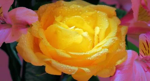 Miami Street Scene Photography Photo Roses Image Atlantic Ocean South Florida Stock Photos